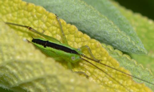 Conocephalus fuscus